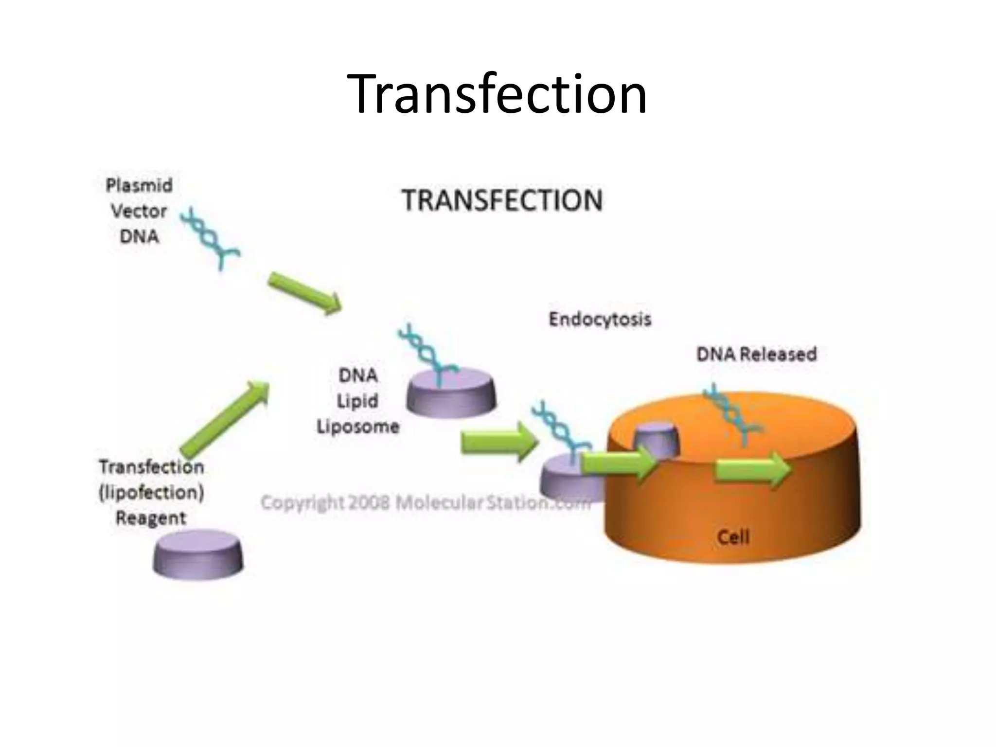 Transfection
 