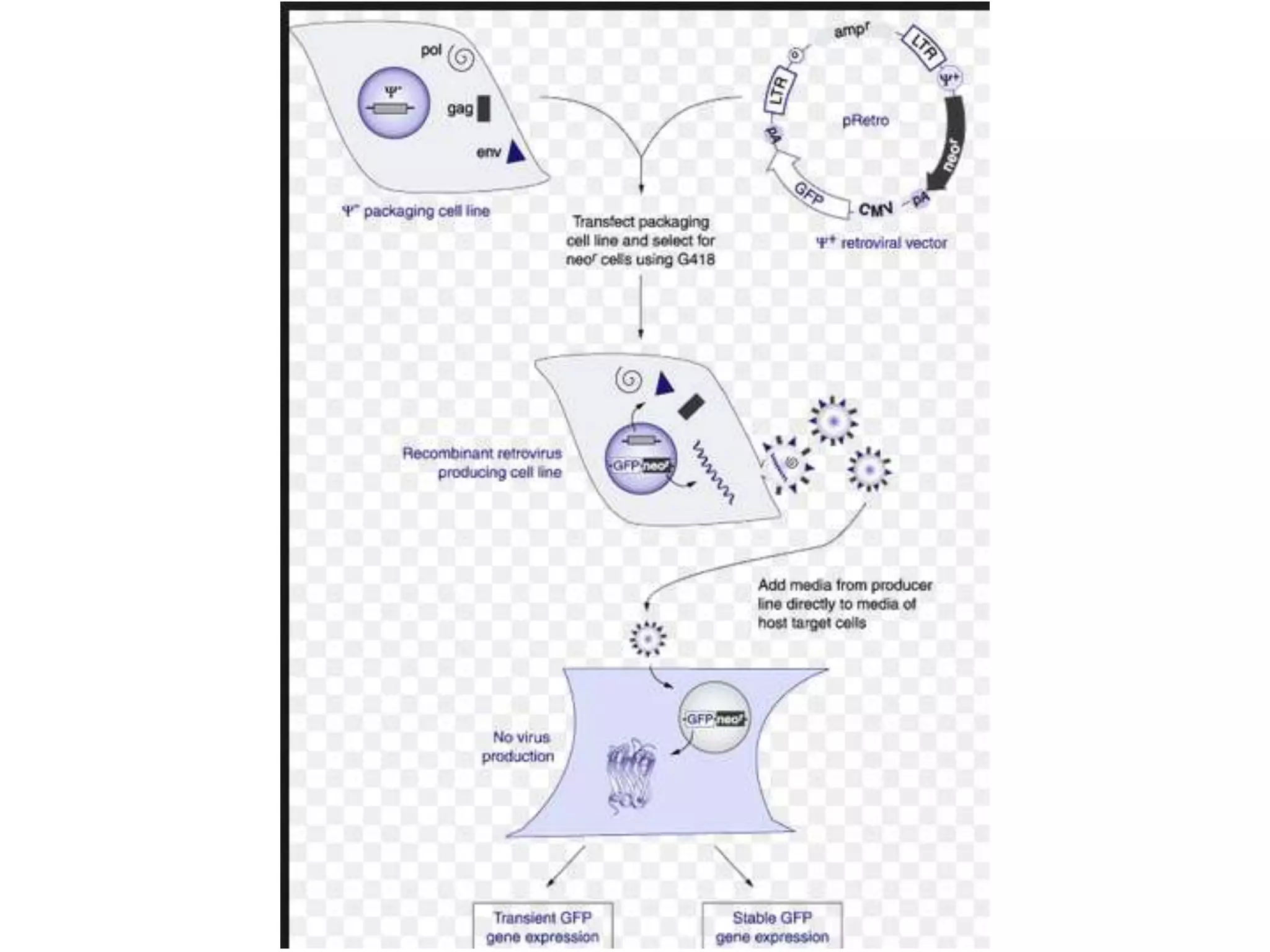 Advanced Cell Culture Lecture 2 - CBNU