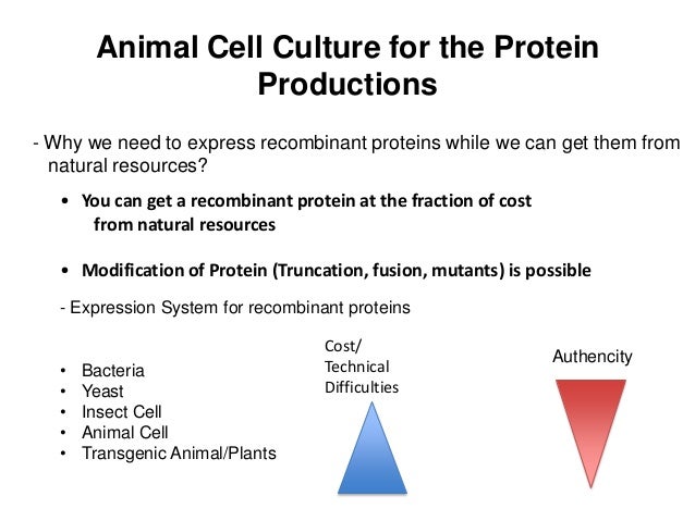 Cell Culture 03