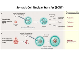 Somatic Cell Nuclear Transfer (SCNT)

 