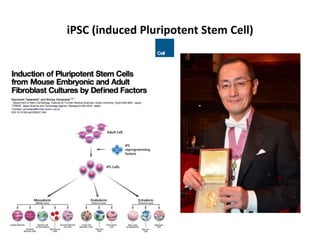 iPSC (induced Pluripotent Stem Cell)

 