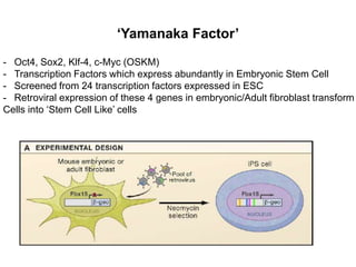 ‘Yamanaka Factor’
- Oct4, Sox2, Klf-4, c-Myc (OSKM)
- Transcription Factors which express abundantly in Embryonic Stem Cell
- Screened from 24 transcription factors expressed in ESC
- Retroviral expression of these 4 genes in embryonic/Adult fibroblast transform
Cells into ‘Stem Cell Like’ cells

 