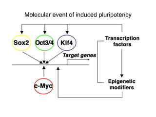 Molecular event of induced pluripotency

 