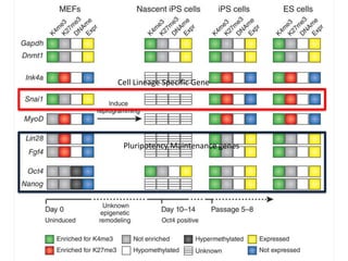 Cell Lineage Specific Gene

Pluripotency Maintenance genes

 