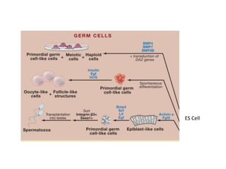 ES Cell

 