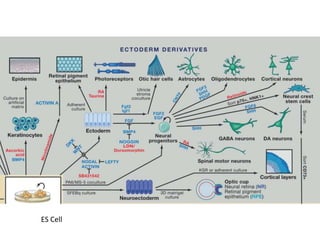 ES Cell

 