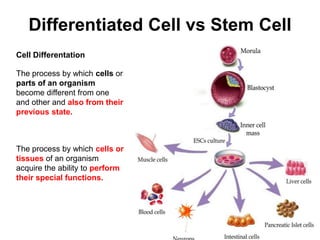 Differentiated Cell vs Stem Cell
Cell Differentation
The process by which cells or
parts of an organism
become different from one
and other and also from their
previous state.

The process by which cells or
tissues of an organism
acquire the ability to perform
their special functions.

 