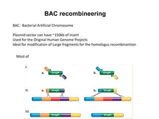 BAC recombineering
BAC : Bacterial Artificial Chromosome
Plasmid vector can have ~150kb of insert
Used for the Original Human Genome Projects
Ideal for modification of Large fragments for the homologus recombinantion
Most of

 