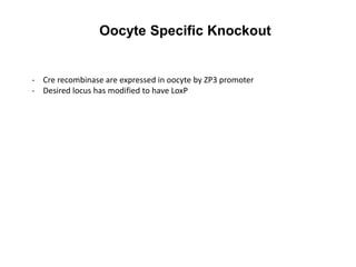 Oocyte Specific Knockout

- Cre recombinase are expressed in oocyte by ZP3 promoter
- Desired locus has modified to have LoxP

 