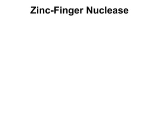 Zinc-Finger Nuclease

 