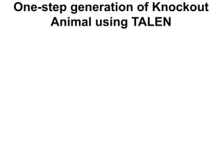 One-step generation of Knockout
Animal using TALEN

 