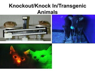 Knockout/Knock In/Transgenic
Animals

 