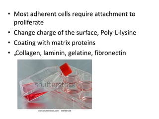 • Most adherent cells require attachment to
proliferate
• Change charge of the surface, Poly-L-lysine
• Coating with matrix proteins
• „Collagen, laminin, gelatine, fibronectin
 