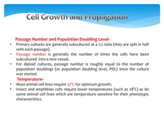 Passage Number and Population Doubling Level-
• Primary cultures are generally subcultured at a 1:2 ratio (they are split in half
with each passage).
• Passage number is generally the number of times the cells have been
subcultured into a new vessel.
• For diploid cultures, passage number is roughly equal to the number of
population doublings (or population doubling level, PDL) since the culture
was started.
Temperature-
• Most animal cell lines require 37°C for optimum growth.
• Insect and amphibian cells require lower temperatures (such as 28°C) as do
some animal cell lines which are temperature sensitive for their phenotypic
characteristics.
 