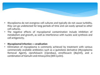 • Mycoplasma do not overgrow cell cultures and typically do not cause turbidity,
they can go undetected for long periods of time and can easily spread to other
cell cultures.
• The negative effects of mycoplasmal contamination include inhibition of
metabolism and growth, as well as interference with nucleic acid synthesis and
cell antigenicity.
• Mycoplasmal infection — eradication
• Elimination of mycoplasma is commonly achieved by treatment with various
commercially available antibiotics such as a quinolone derivative (Mycoplasma
Removal Agent), ciprofolxacin (Ciprobay), enrofloxacin (Baytril), and a
combination of tiamulin and minocycline (BM-Cyclin).
 