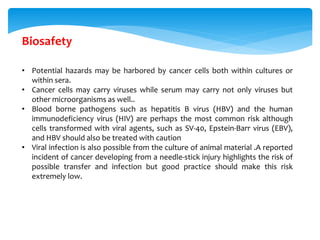 • Potential hazards may be harbored by cancer cells both within cultures or
within sera.
• Cancer cells may carry viruses while serum may carry not only viruses but
other microorganisms as well..
• Blood borne pathogens such as hepatitis B virus (HBV) and the human
immunodeficiency virus (HIV) are perhaps the most common risk although
cells transformed with viral agents, such as SV-40, Epstein-Barr virus (EBV),
and HBV should also be treated with caution
• Viral infection is also possible from the culture of animal material .A reported
incident of cancer developing from a needle-stick injury highlights the risk of
possible transfer and infection but good practice should make this risk
extremely low.
Biosafety
 