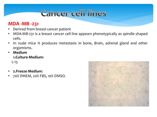 MDA -MB -231
• Derived from breast cancer patient
• MDA-MB-231 is a breast cancer cell line appears phenotypically as spindle shaped
cells.
• In nude mice It produces metastasis in bone, Brain, adrenal gland and other
orgamisms.
• Medium
1.Culture Medium:
L-15
• 2.Freeze Medium:
• 70% DMEM, 20% FBS, 10% DMSO.
 
