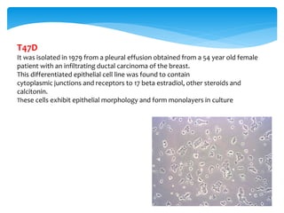 T47D
It was isolated in 1979 from a pleural effusion obtained from a 54 year old female
patient with an infiltrating ductal carcinoma of the breast.
This differentiated epithelial cell line was found to contain
cytoplasmic junctions and receptors to 17 beta estradiol, other steroids and
calcitonin.
These cells exhibit epithelial morphology and form monolayers in culture
 