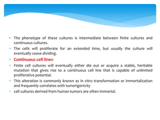 . The phenotype of these cultures is intermediate between finite cultures and
continuous cultures.
 The cells will proliferate for an extended time, but usually the culture will
eventually cease dividing.
 Continuous cell lines-
 Finite cell cultures will eventually either die out or acquire a stable, heritable
mutation that gives rise to a continuous cell line that is capable of unlimited
proliferative potential.
 This alteration is commonly known as in vitro transformation or immortalization
and frequently correlates with tumorigenicity
 cell cultures derived from human tumors are often immortal.
 