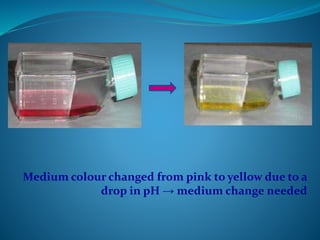 Medium colour changed from pink to yellow due to a
drop in pH → medium change needed
 