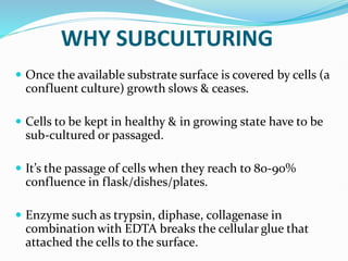 WHY SUBCULTURING
 Once the available substrate surface is covered by cells (a
confluent culture) growth slows & ceases.
 Cells to be kept in healthy & in growing state have to be
sub-cultured or passaged.
 It’s the passage of cells when they reach to 80-90%
confluence in flask/dishes/plates.
 Enzyme such as trypsin, diphase, collagenase in
combination with EDTA breaks the cellular glue that
attached the cells to the surface.
 