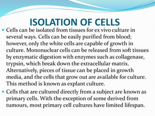 ISOLATION OF CELLS
 Cells can be isolated from tissues for ex vivo culture in
several ways. Cells can be easily purified from blood;
however, only the white cells are capable of growth in
culture. Mononuclear cells can be released from soft tissues
by enzymatic digestion with enzymes such as collagenase,
trypsin, which break down the extracellular matrix.
Alternatively, pieces of tissue can be placed in growth
media, and the cells that grow out are available for culture.
This method is known as explant culture.
 Cells that are cultured directly from a subject are known as
primary cells. With the exception of some derived from
tumours, most primary cell cultures have limited lifespan.
 