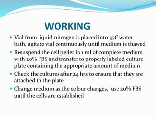 WORKING
 Vial from liquid nitrogen is placed into 37C water
bath, agitate vial continuously until medium is thawed
 Resuspend the cell pellet in 1 ml of complete medium
with 20% FBS and transfer to properly labeled culture
plate containing the appropriate amount of medium
 Check the cultures after 24 hrs to ensure that they are
attached to the plate
 Change medium as the colour changes, use 20% FBS
until the cells are established
 