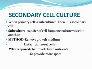 SECONDARY CELL CULTURE
 When primary cell is sub cultured, then it is secondary
cell.
 Subculture-transfer of cell from one culture vessel to
another.
 METHOD-Remove growth medium
 Detach adherent cells
Why required-To provide fresh nutrients.
To provide more space
 