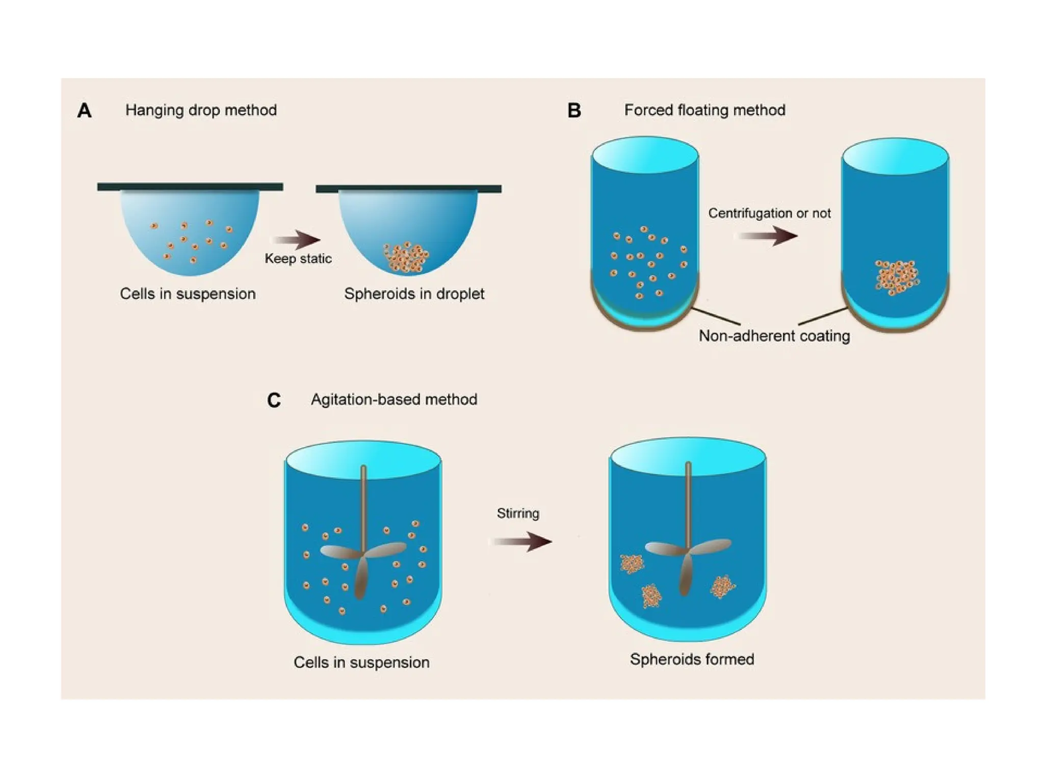 cell culture methods and techniques in laboratory