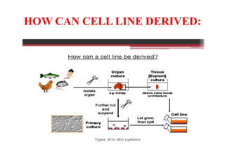HOW CAN CELL LINE DERIVED:
 