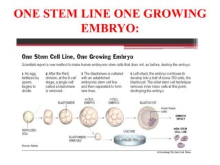 ONE STEM LINE ONE GROWING
EMBRYO:
 