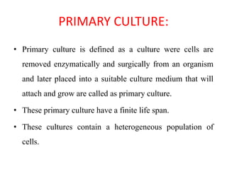 PRIMARY CULTURE:
• Primary culture is defined as a culture were cells are
removed enzymatically and surgically from an organism
and later placed into a suitable culture medium that will
attach and grow are called as primary culture.
• These primary culture have a finite life span.
• These cultures contain a heterogeneous population of
cells.
 