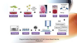 Diagrammatical Representation of Cell Culture Based Vaccine
Production
 