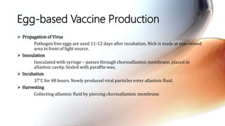 Egg-based Vaccine Production
 Propagation of Virus
Pathogen free eggs are used 11-12 days after incubation. Nick is made at non-veined
area in front of light source.
 Inoculation
Inoculated with syringe – passes through chorioallantoic membrane, placed in
allantoic cavity. Sealed with paraffin wax.
 Incubation
37˚C for 48 hours. Newly produced viral particles enter allantoic fluid.
 Harvesting
Collecting allantoic fluid by piercing chorioallantoic membrane
 