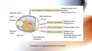 Propagation of Egg-based Vaccine Production
 