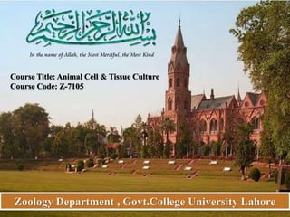Zoology Department , Govt.College University Lahore
Course Title: Animal Cell & Tissue Culture
Course Code: Z-7105
 