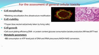 Application of in-vitro drug testing in animal cell culture | PDF