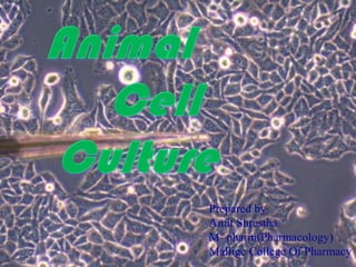 Animal Cell Culture
Prepared by
Amit Shrestha
M- pharm(Pharmacology)
Mallige College Of Pharmacy
 
