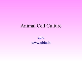Animal Cell Culture ubio www.ubio.in 