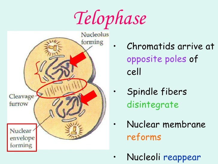 cell cycle and mitosis