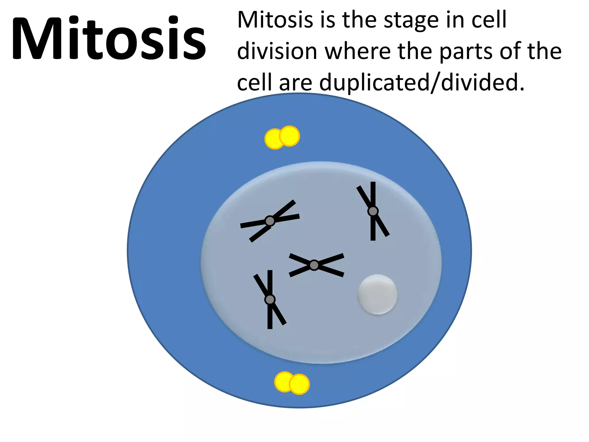 MitosisMitosis is the stage in cell division where the parts of the cell are duplicated/divided.