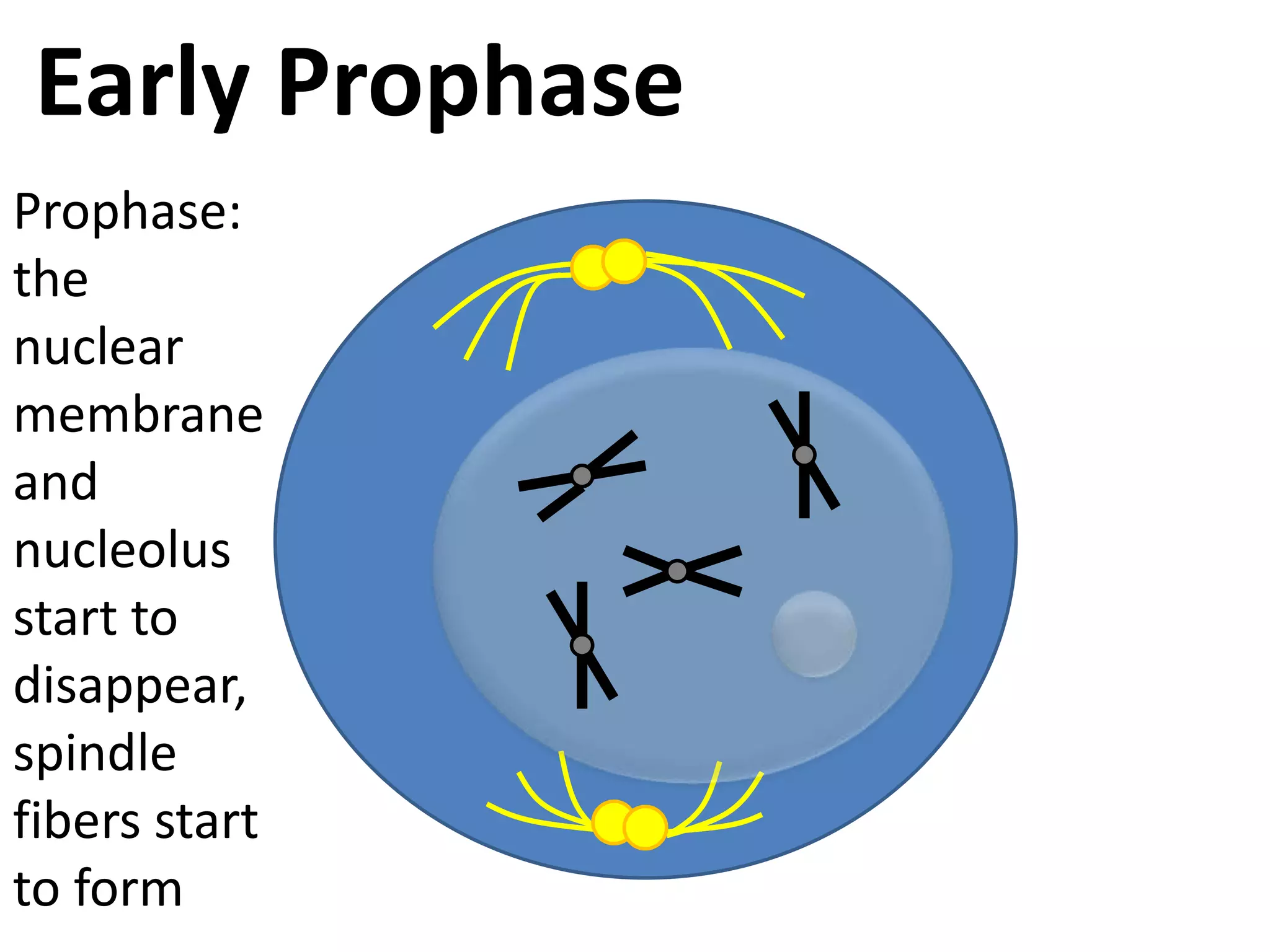 Early ProphaseProphase: the nuclear membrane and nucleolus start to disappear, spindle fibers start to form