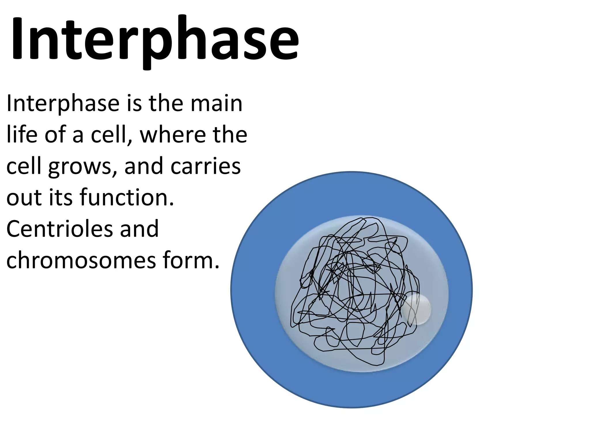InterphaseInterphase is the main life of a cell, where the cell grows, and carries out its function. Centrioles and chromosomes form.