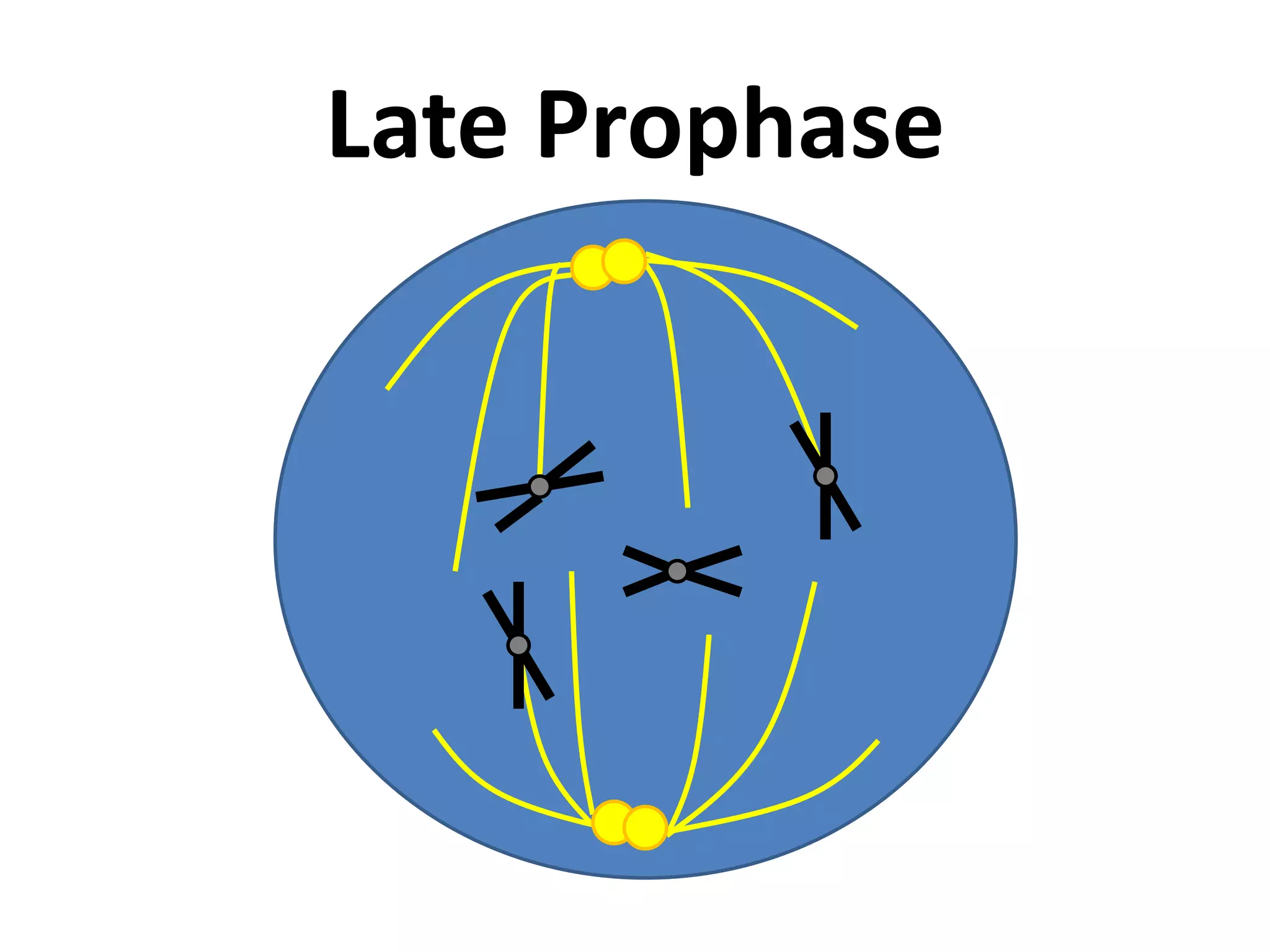 Late Prophase