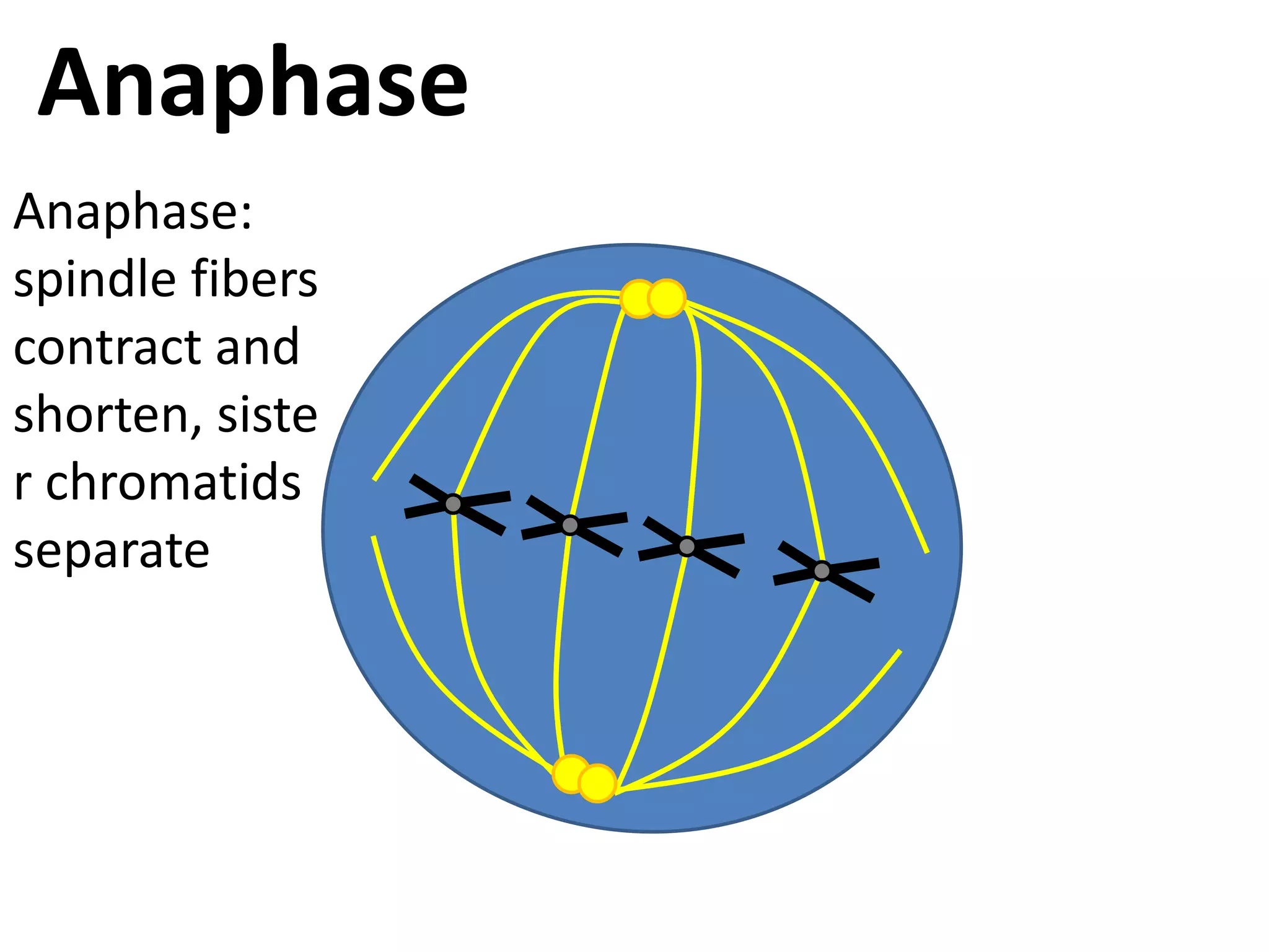 AnaphaseAnaphase: spindle fibers contract and shorten, sister chromatids separate