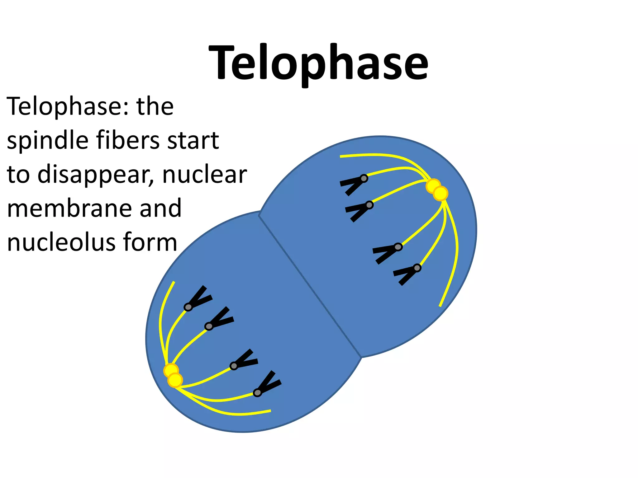 TelophaseTelophase: the spindle fibers start to disappear, nuclear membrane and nucleolus form