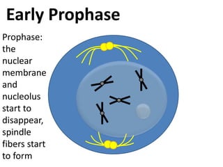 Early ProphaseProphase: the nuclear membrane and nucleolus start to disappear, spindle fibers start to form