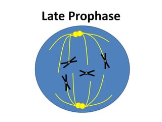 Late Prophase