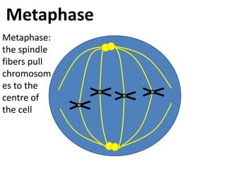 MetaphaseMetaphase: the spindle fibers pull chromosomes to the centre of the cell