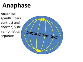 AnaphaseAnaphase: spindle fibers contract and shorten, sister chromatids separate